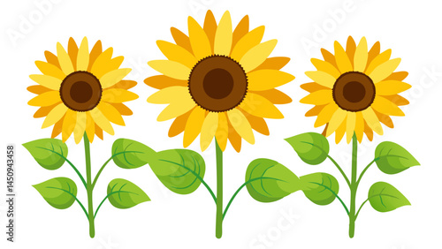 Sunflower vector illustration of sunflowers field with yellow petals and green leaves design art
