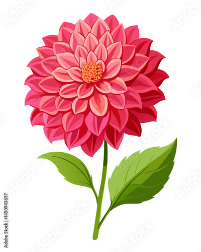 Pink dahlia flower illustration floral design botanical art nature drawing blossom bloom petals plant garden