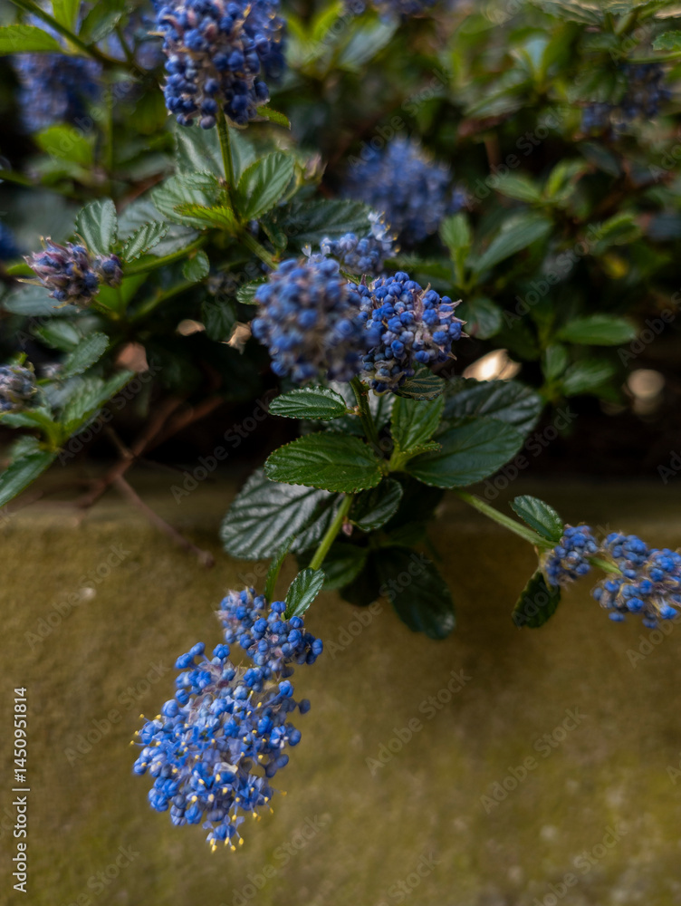 Californian lilac 'Yankee Point' (Ceanothus griseus var. horizontalis)