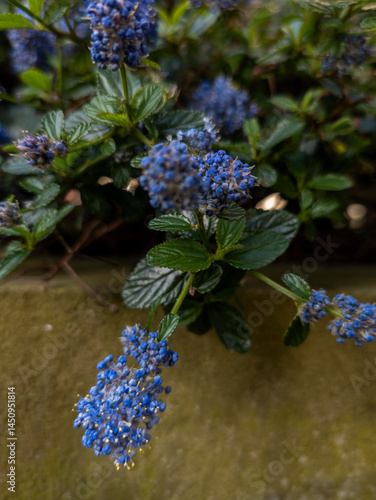 Obraz na płótnie Californian lilac 'Yankee Point' (Ceanothus griseus var. horizontalis) w salonie