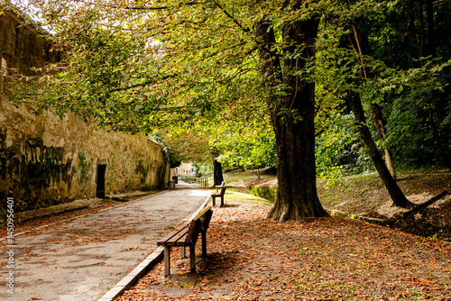 Arboles en bosque con un camino de asfalto en Brasov, Rumania
