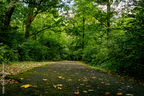 Arboles en bosque con un camino de asfalto en Brasov, Rumania