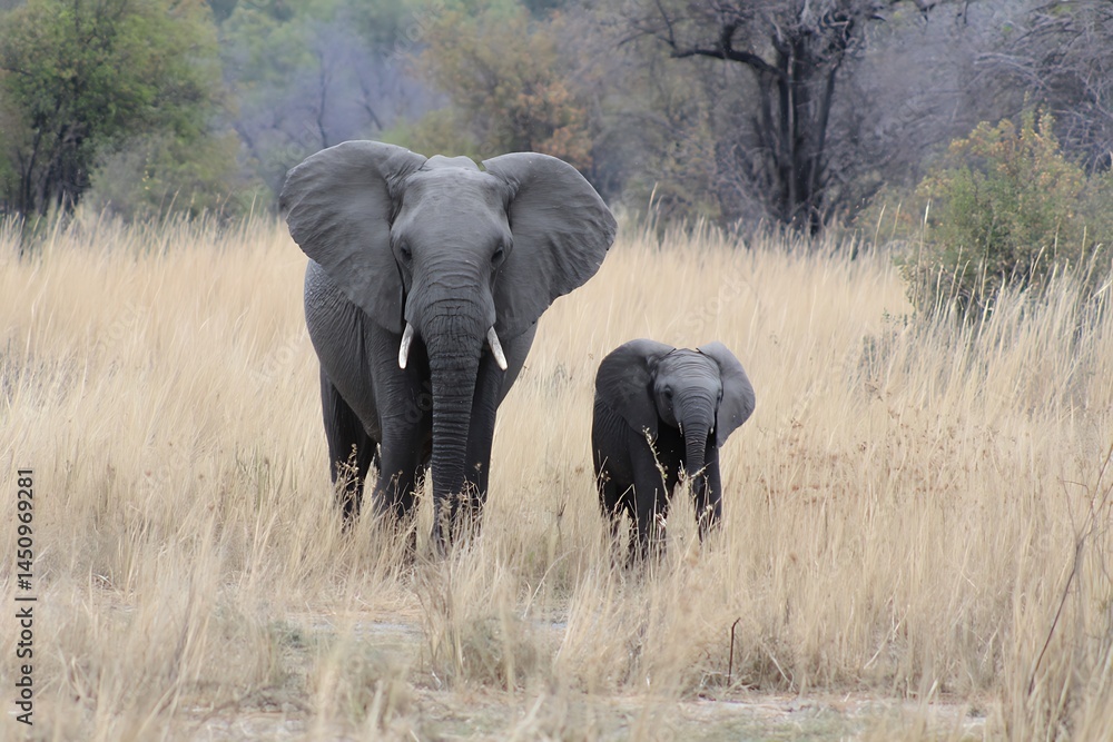 Fototapeta premium Young elephants africa moremi reserve scene 