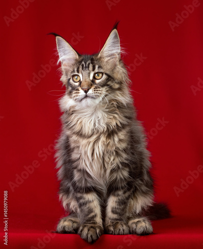 Beautiful Maine Coon kitten on a red background.