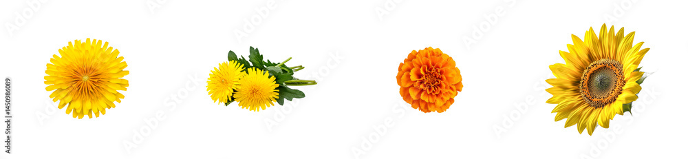 Fototapeta premium Assortment of colorful dandelion, marigold, sunflower blooms. cut out transparent