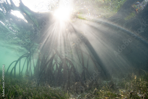 Beams of bright light filter into a shadowed mangrove forest in Misool, Indonesia. Mangroves are ecologically important and act as nurseries for many species of fish and invertebrates.