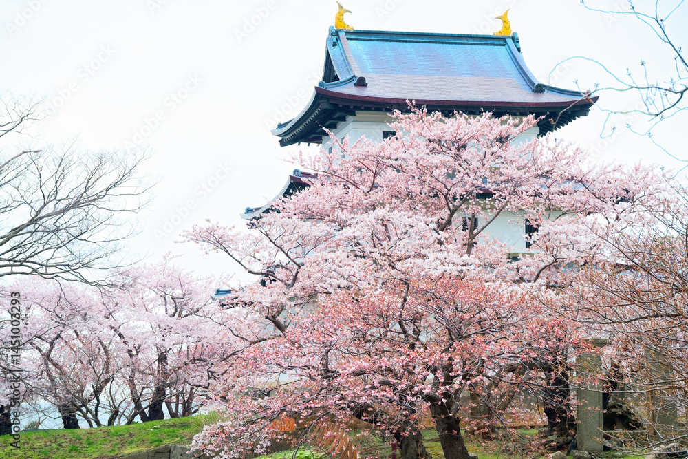 松前城の桜