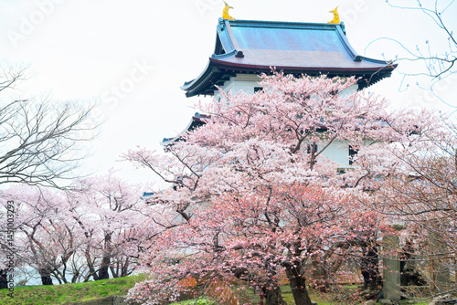 松前城の桜