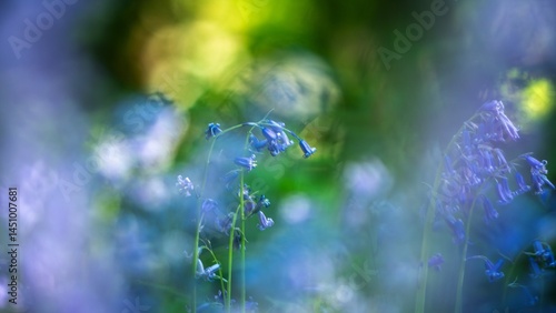 Bluebells in spring growing wild