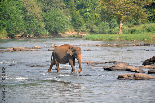 An Indian elephant crosses a river
