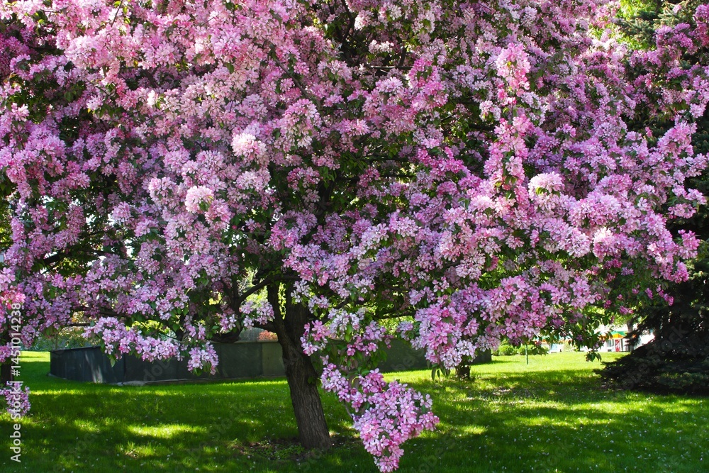 Obraz premium The blooming apple tree of Niedzwiecki. A luxuriantly blooming ornamental tree with abundant pink inflorescences. The apple tree is in bloom.