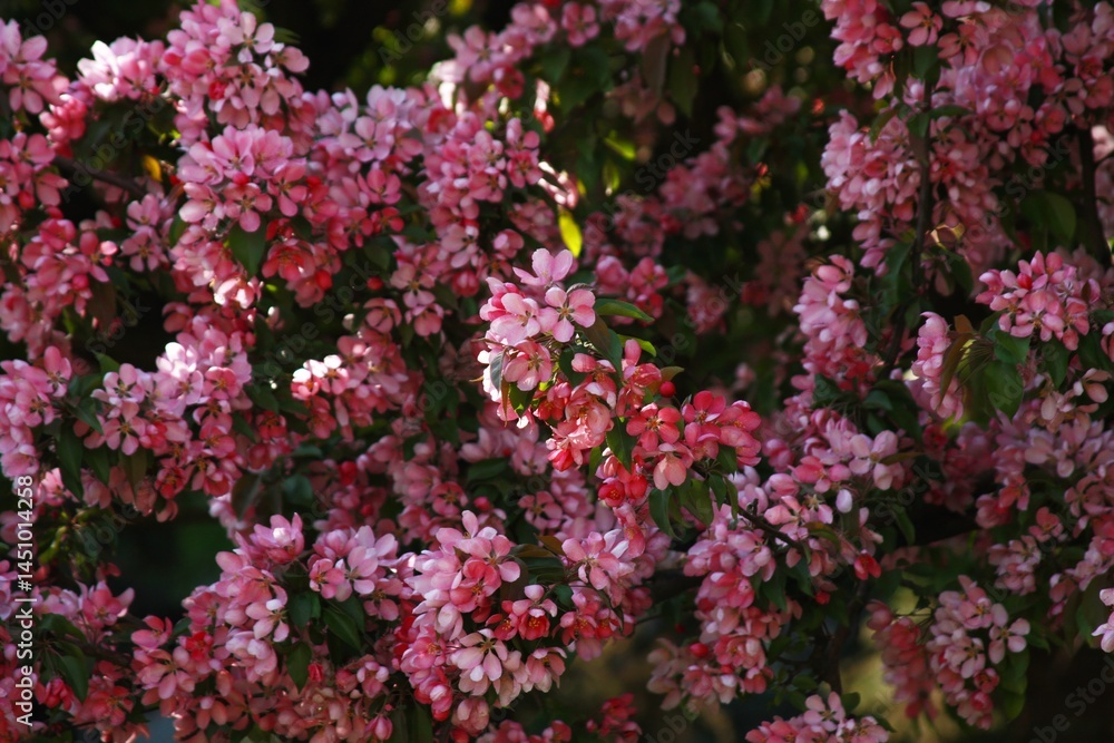 the Nedzvetsky apple tree. The branches of the decorative apple tree are covered with dense inflorescences of pink flowers, creating the effect of a blooming cloud. the Nedzvetsky apple tree. The branches of the decorative apple tree are covered with dense inflorescences of pink flowers, creating the effect of a blooming cloud.