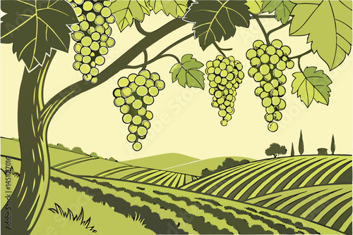 Lush grape vineyard, hanging clusters of green grapes, sunlit vine leaves, organic fruit farming, vibrant agricultural landscape, crisp detailed photography, soft natural lighting, green color pallet