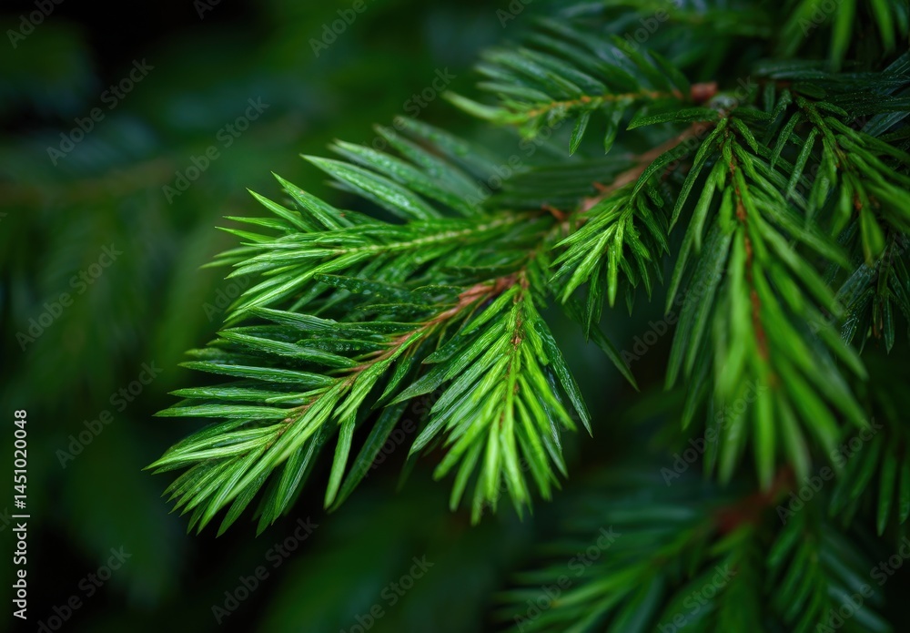 Fototapeta premium Close-up of vibrant green pine needles with water droplets.