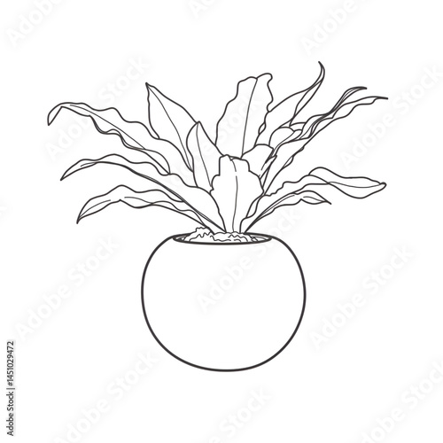 rubber plant vector line art, hand drawn black and white background, outline design of houseplant
