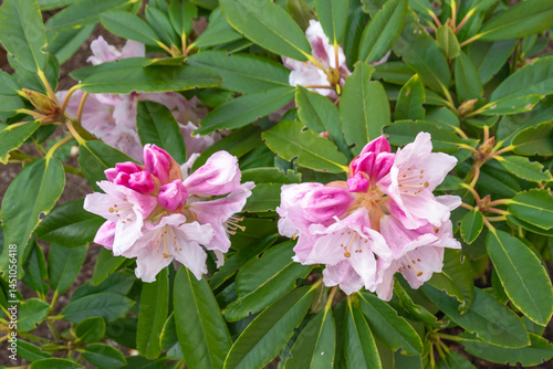 Pink rhododendron flowers on a bush in the garden
Pink rhododendron flowers with green leaves, close up