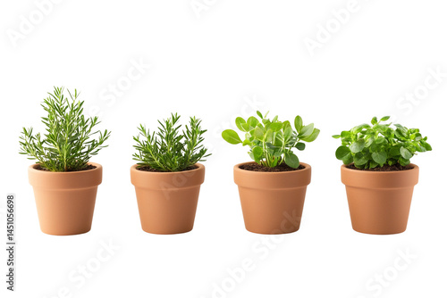 Four Pots of Fresh Herbs Rosemary, Oregano, Growing Guide