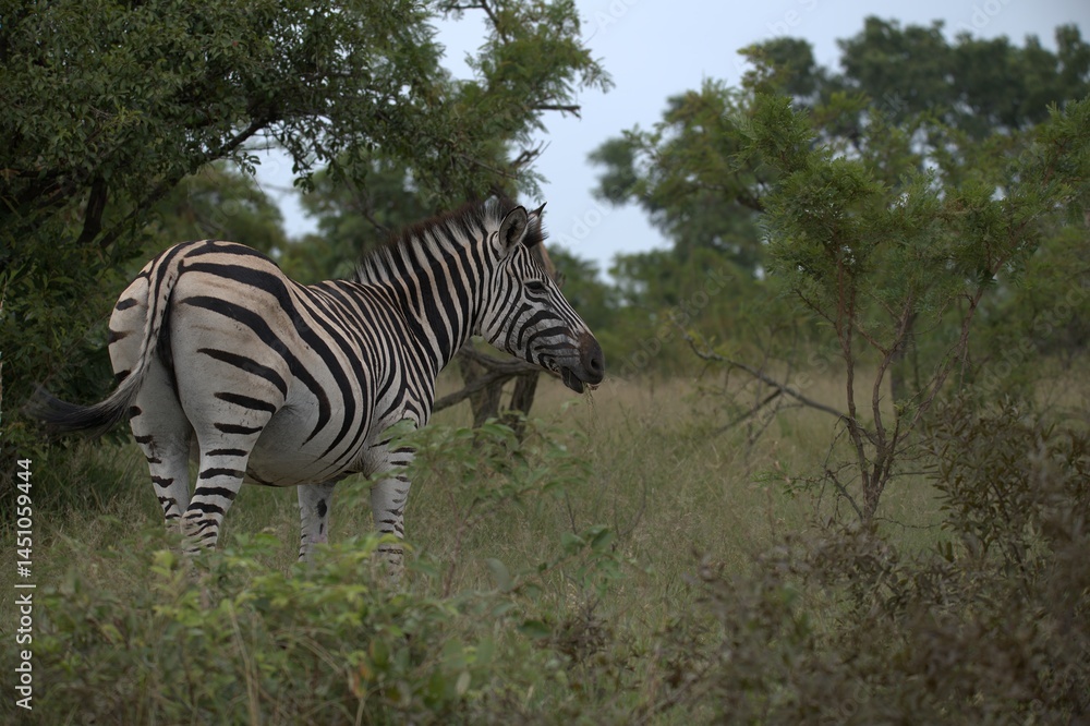 Obraz premium zebra in the wild