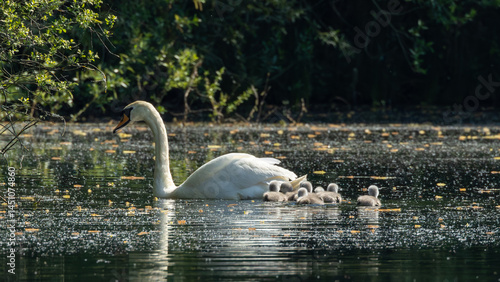 Fototapeta Naklejka Na Ścianę i Meble -  swan on the lake with cygnets