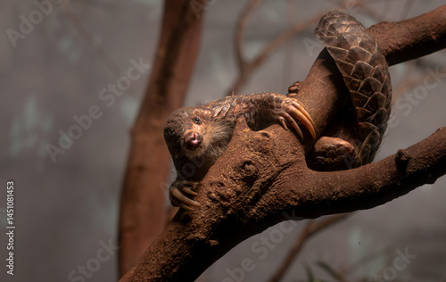 Chinese pangolin (Manis pentadactyla) resting on a tree branch. A rare, scaly mammal captured in a peaceful natural moment, highlighting its unique armor and endangered status.