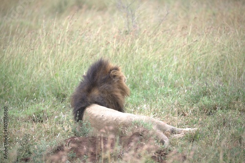Wallpaper Mural Lion in wild savanna , animal of africa Torontodigital.ca