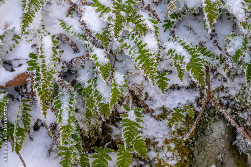 Snow Clings to Fresh Ferns in the Smokies
