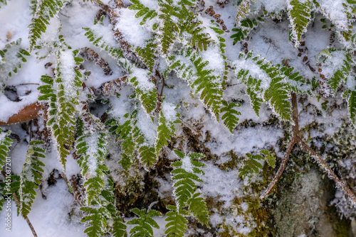 Obraz na płótnie Snow Clings to Fresh Ferns in the Smokies w salonie