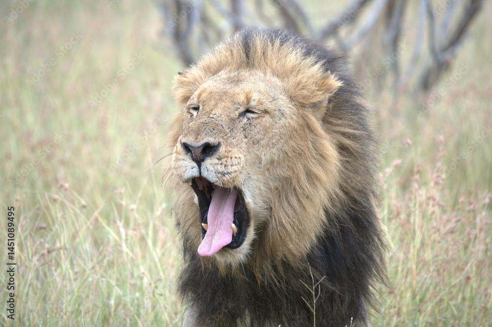 Naklejka premium Lion in wild savanna , animal of africa