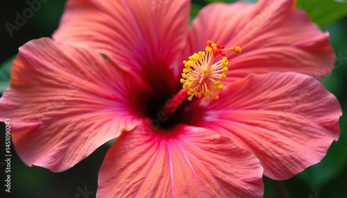 Close-up hibiscus petals, delicate veins visible, yellow stamen, color, repeat