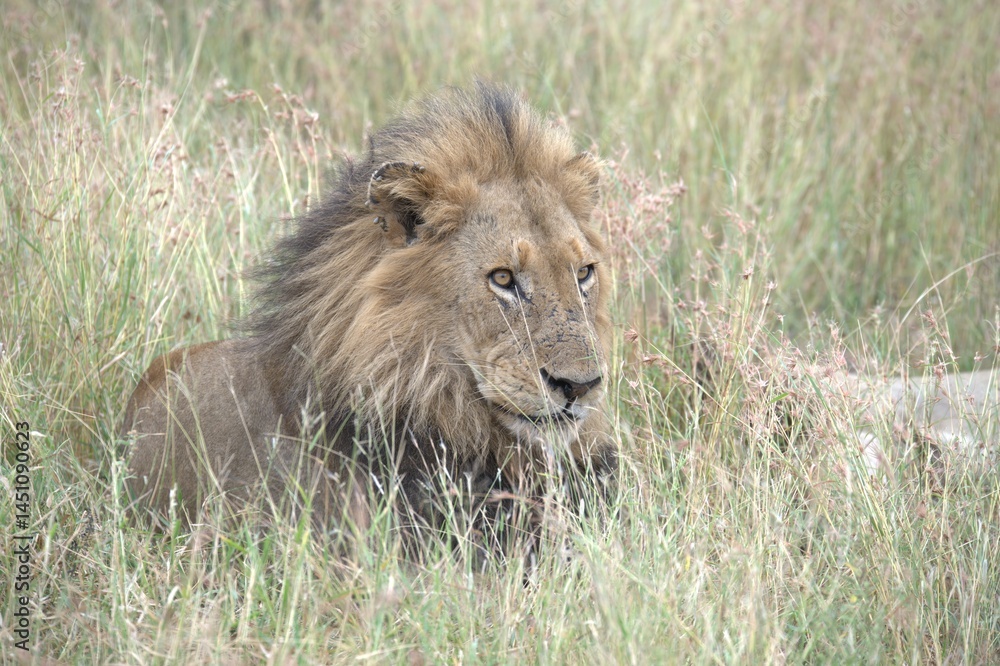 Lion in wild savanna , animal of africa Lion in wild savanna , animal of africa