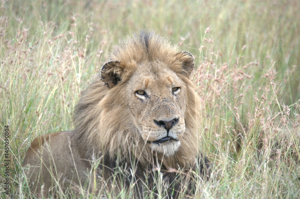 Fototapeta premium Lion in wild savanna , animal of africa