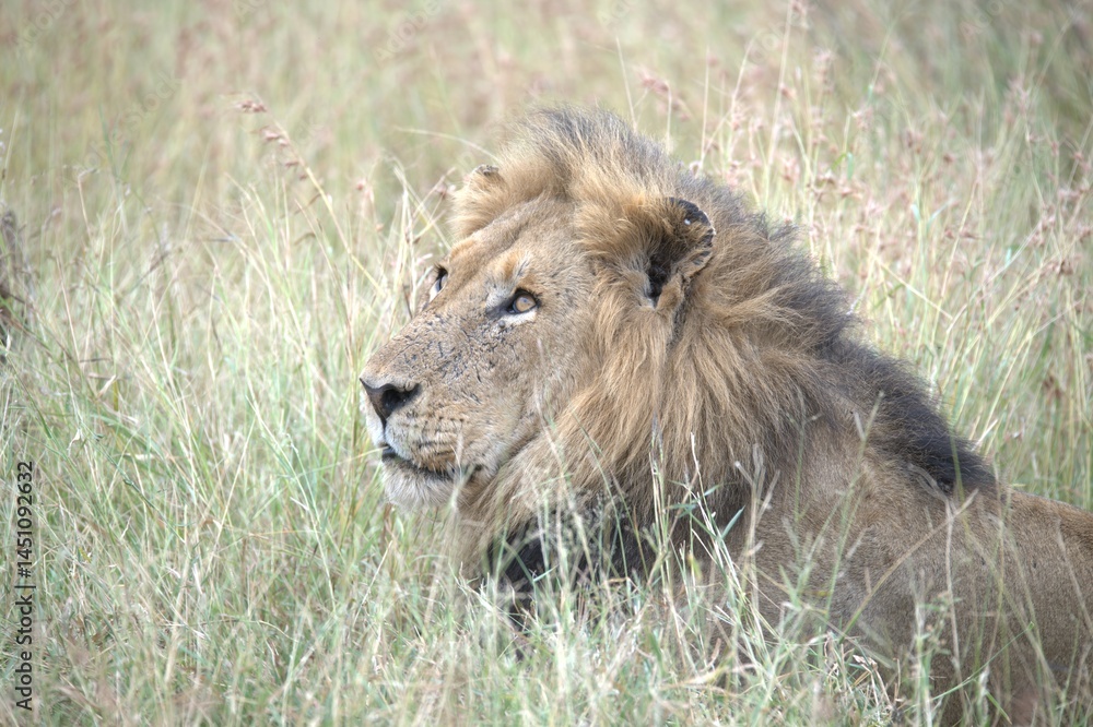 Lion in wild savanna , animal of africa Lion in wild savanna , animal of africa