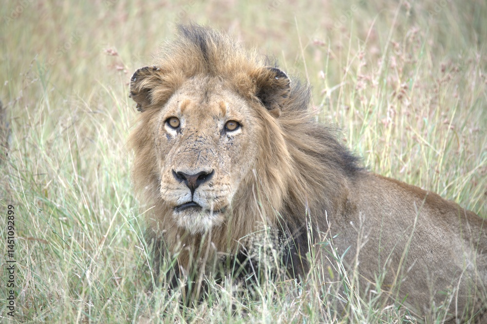 Lion in wild savanna , animal of africa Lion in wild savanna , animal of africa
