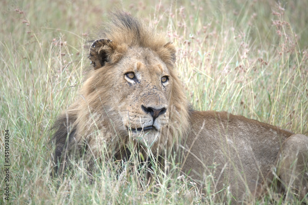 Fototapeta premium Lion in wild savanna , animal of africa