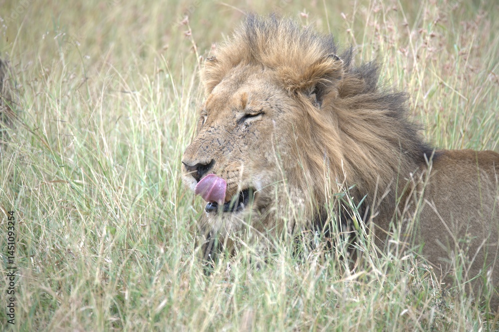 Lion in wild savanna , animal of africa Lion in wild savanna , animal of africa