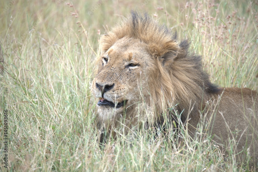 Lion in wild savanna , animal of africa Lion in wild savanna , animal of africa
