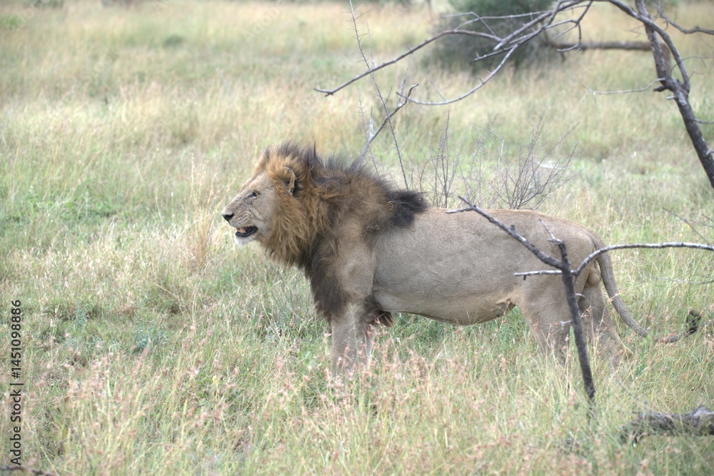 Fototapeta premium Lion in wild savanna , animal of africa