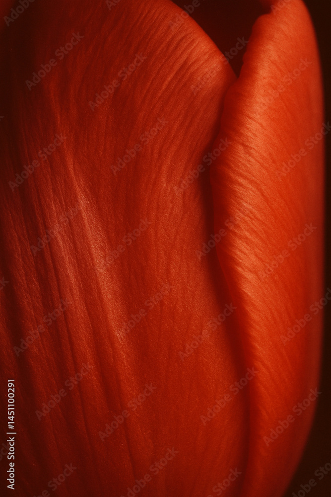 Tulip petal macro closeup with soft red texture and natural lighting