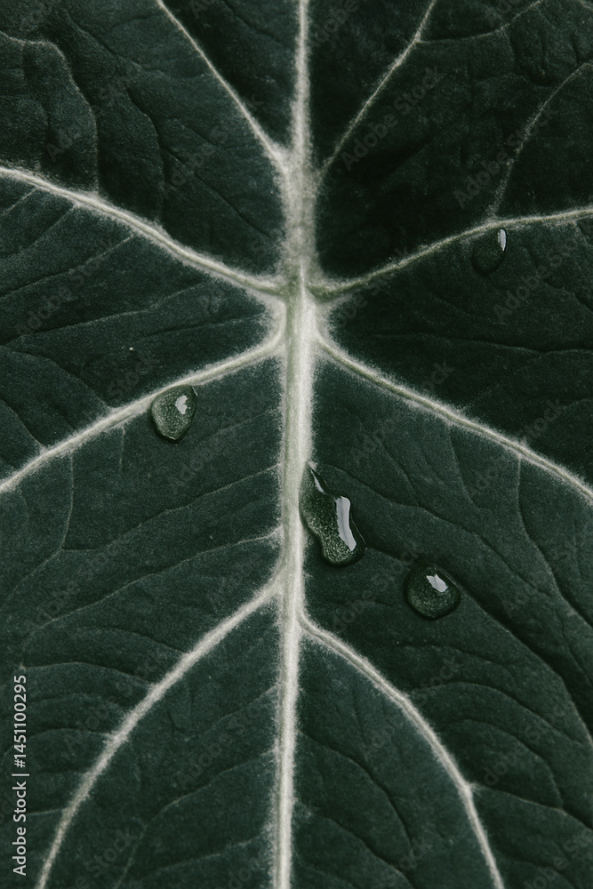 Alocasia leaf texture with water drops close-up for natural wallpaper background