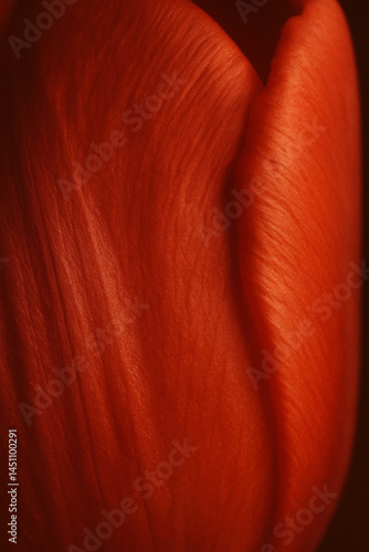 Tulip petal macro closeup with soft red texture and natural lighting