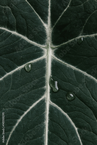 Obraz na płótnie Alocasia leaf texture with water drops close-up for natural wallpaper background w salonie