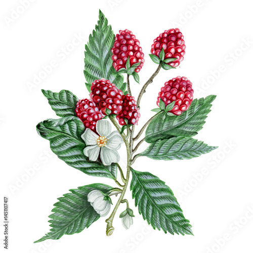 Wild raspberry isolated on white background. Raspberries, leaves and flowers. Red berry bouquet with green leaves and berries, blossom flowers . Design element  for tea labels, menu, postcards. 