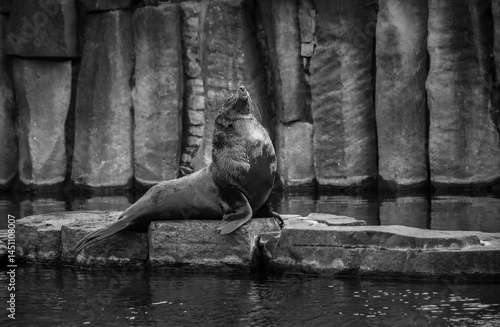 Photos A large male South African fur seal (Arctocephalus pusillus pusillus) rests powerfully on a rock in a striking black-and-white composition, highlighting his strength and presence