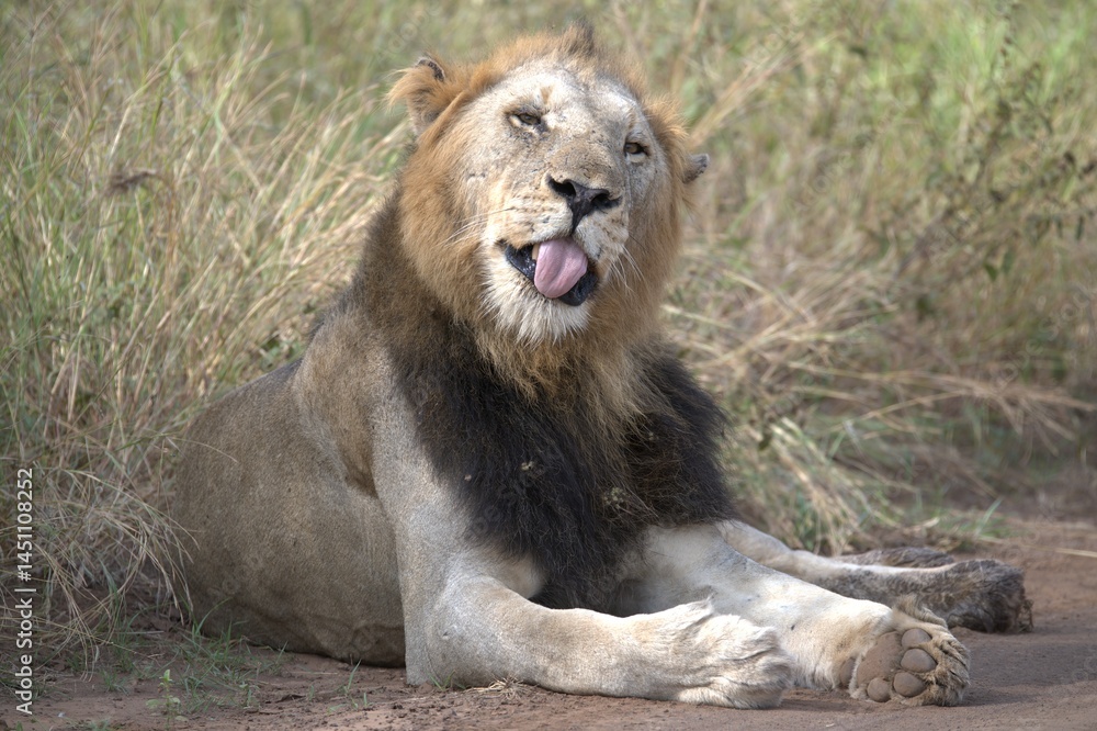Naklejka premium Lion in wild savanna , animal of africa