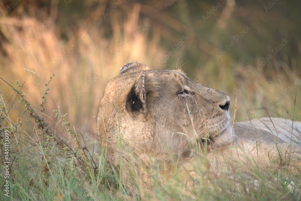 Obraz premium Lion in wild savanna , animal of africa