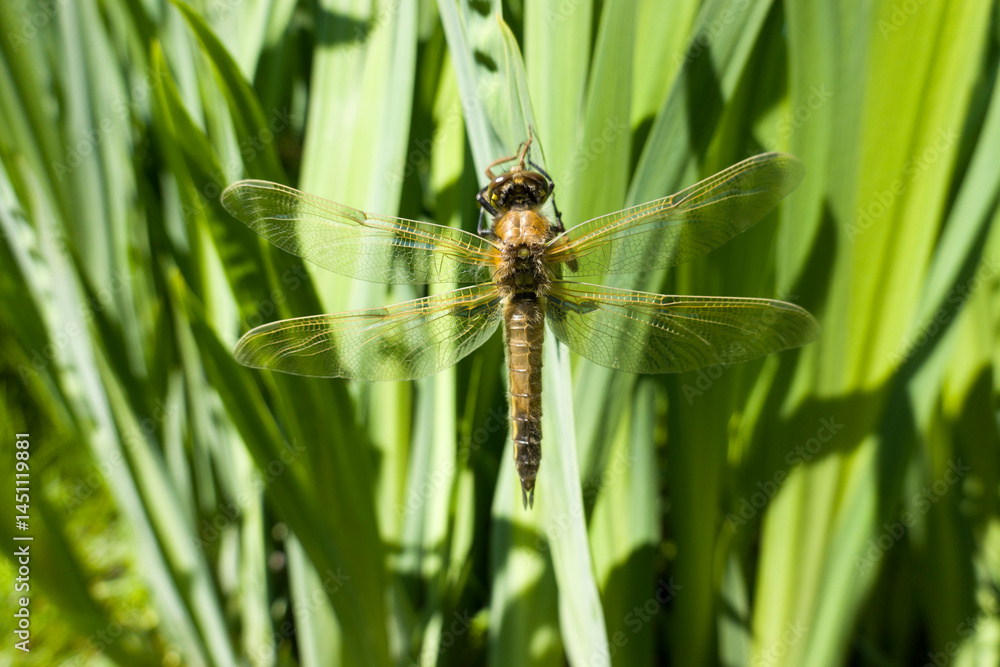 Fototapeta premium Vierfleck-Libelle (Libellula quadrimaculata)