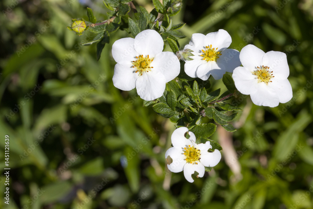 Fototapeta premium Kahler Fingerstrauch (Dasiphora davurica, Syn. Potentilla glabra