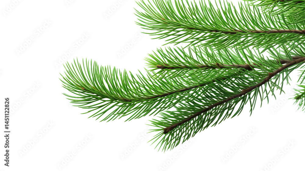 Green Fir Tree Branch on White Background
Green Fir Tree Branch on White Background