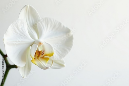Delicate white orchid blossom against pure white backdrop, delicate, clean, simple
