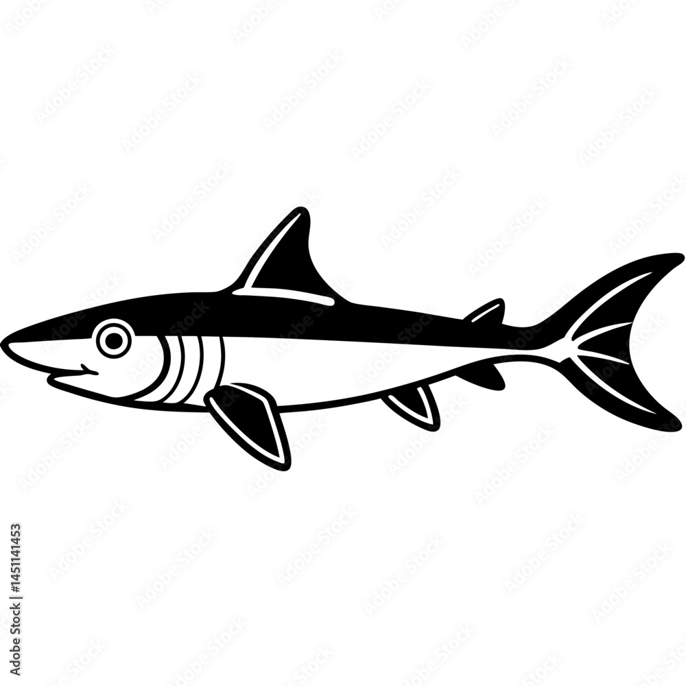 Spiny Dogfish Vector on White Spiny Dogfish Vector on White